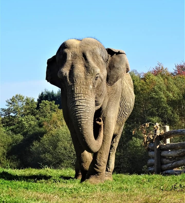 Elephant Haven