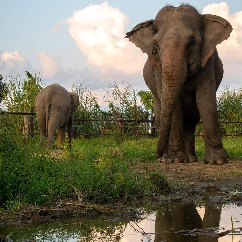 Stand Up 4 Elephants